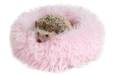 Terezie for Rodents