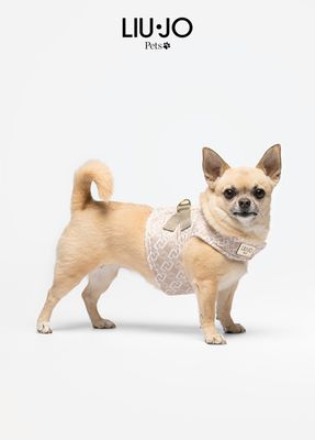 Pettmesh