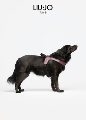 Pettorina Big