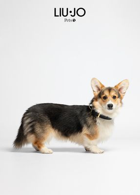 Collare basic con borchie a cuori Collare basic con borchie a cuori