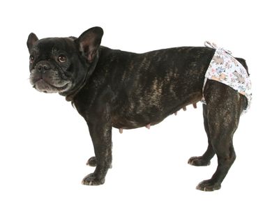 Dog Panties Bow