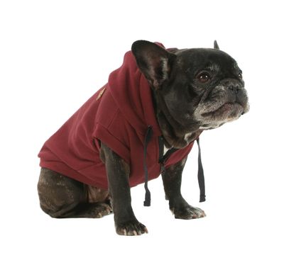 Sweatshirt Kenny Bulldog