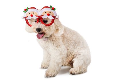 Kerstbrillen