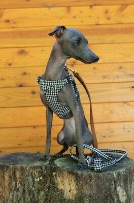 Pepita Black Leash Stock