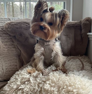 Harnais pour Chien Pepita Beige + Laisse