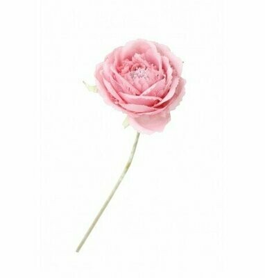 CAMELLIA ROSE 34CM
