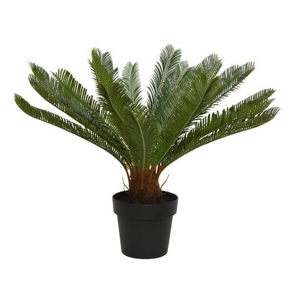 CYCAS EN POT 80X60CM