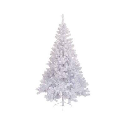 SAPIN IMPERIAL BLANC SUR PIED 1.17Mx1.80M