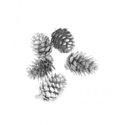 POMMES DE PIN ARGENT VIF MAT ENV 2.5x4CM (x24)