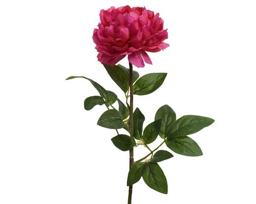 PIVOINE FUSCHIA 72CM