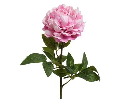 PIVOINE ROSE 72CM
