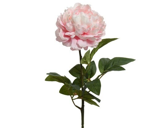 PIVOINE ROSE POUDRE 72CM