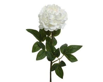 PIVOINE CREME 72CM