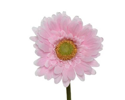 GERBERA ROSE POUDRE SUR TIGE 50CM