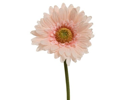 GERBERA PECHE SUR TIGE 50CM