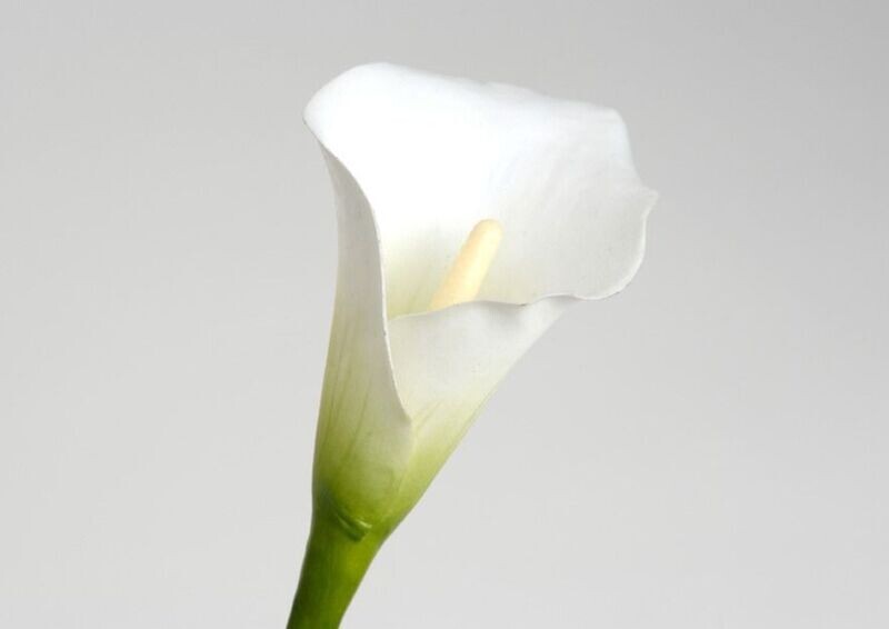 ARUM BLANC SUR TIGE 47CM