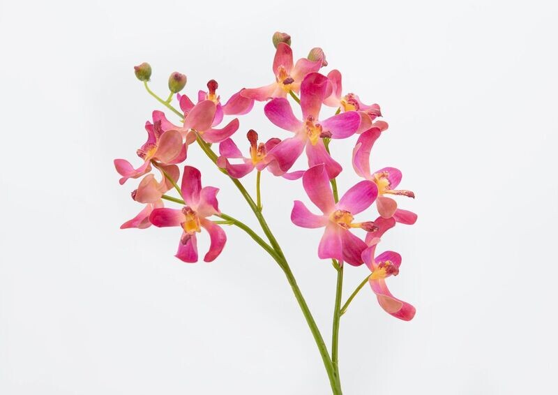 ORCHIS FUCHSIA SUR TIGE 60CM