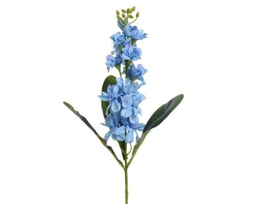 DELPHINIUM BLEU 50CM