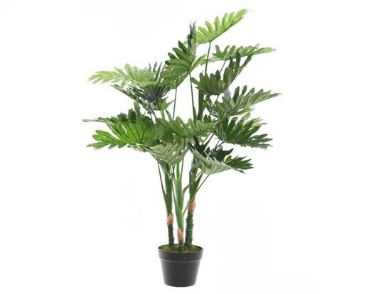 PHILODENDRON EN POT 1M