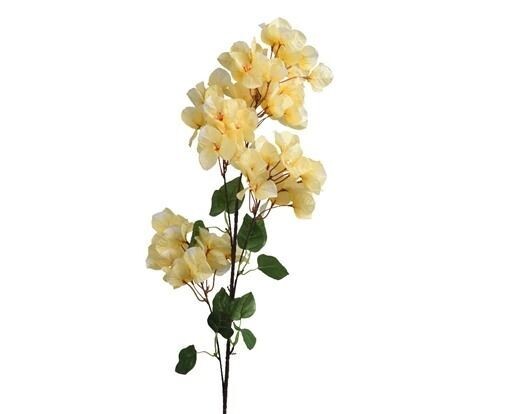 BOUGAINVILLIER JAUNE 1M