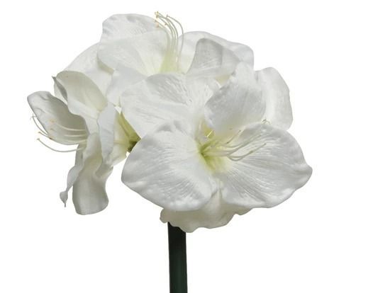 AMARYLLIS BLANC SUR TIGE 60CM