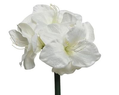 AMARYLLIS BLANC SUR TIGE 60CM