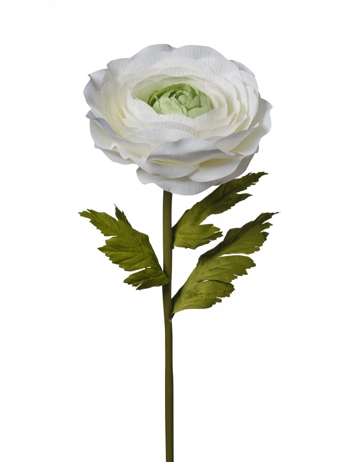 RENONCULE GEANTE CREME 126CM