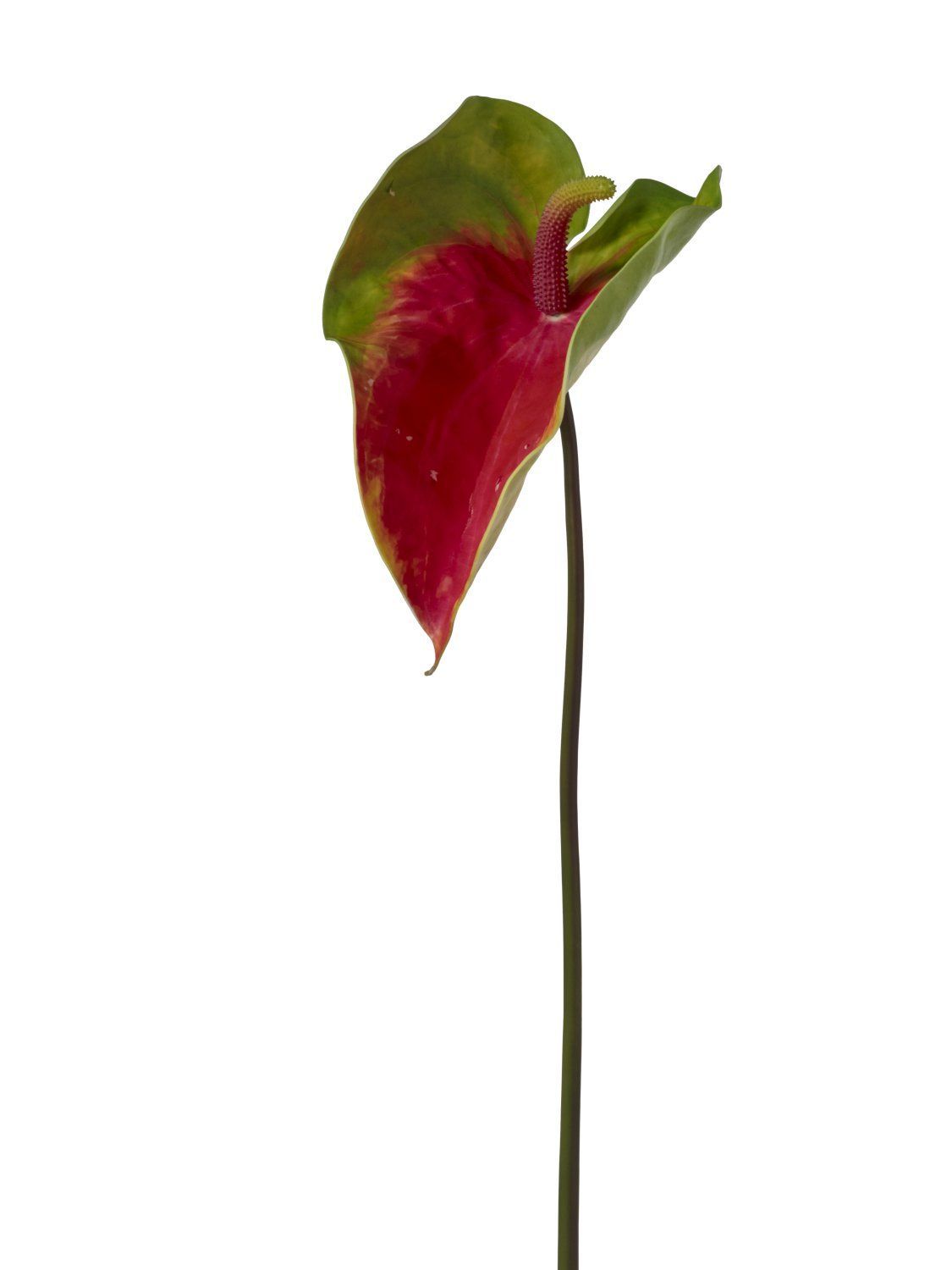 ANTHURIUM ROUGE VERT 68CM