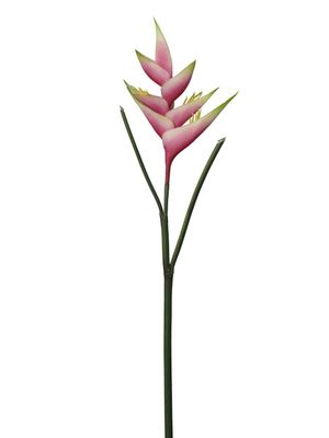 HELICONIA  ROSE 87CM