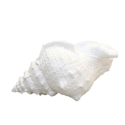 COQUILLAGE BLANC DECORATIF 25X17X13CM