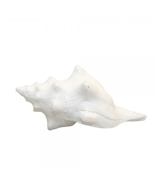 COQUILLAGE BLANC DECORATIF 12.5X7X5CM
