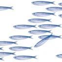 SERVIETTES BANC DE SARDINES 25X25CM
