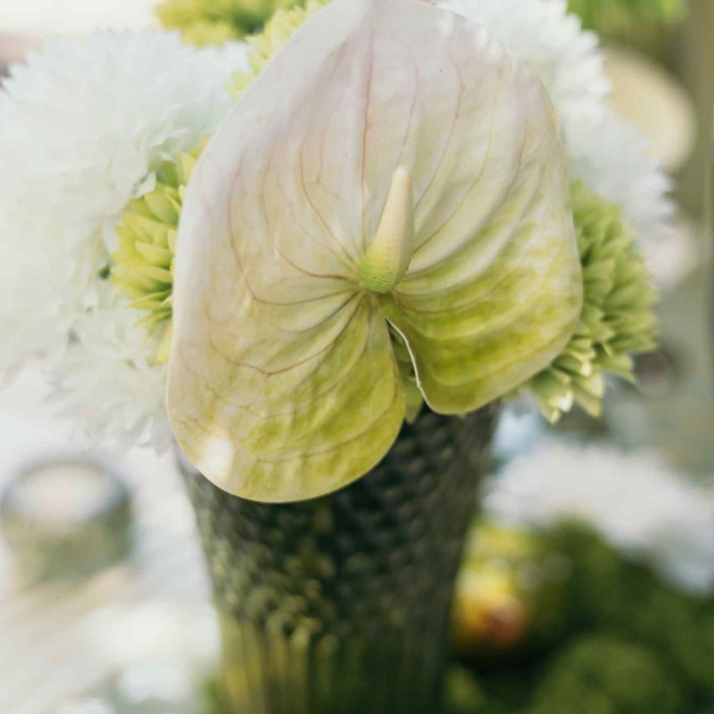 BRANCHE D ANTHURIUM BLANC ET VERT 61 CM