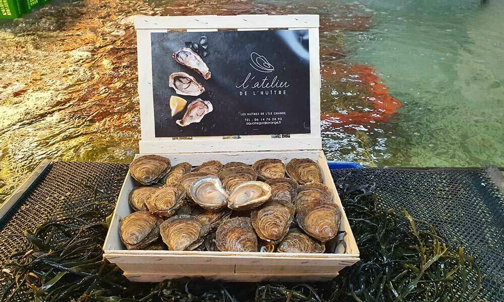 Huîtres plates de l'Île Grande N°0