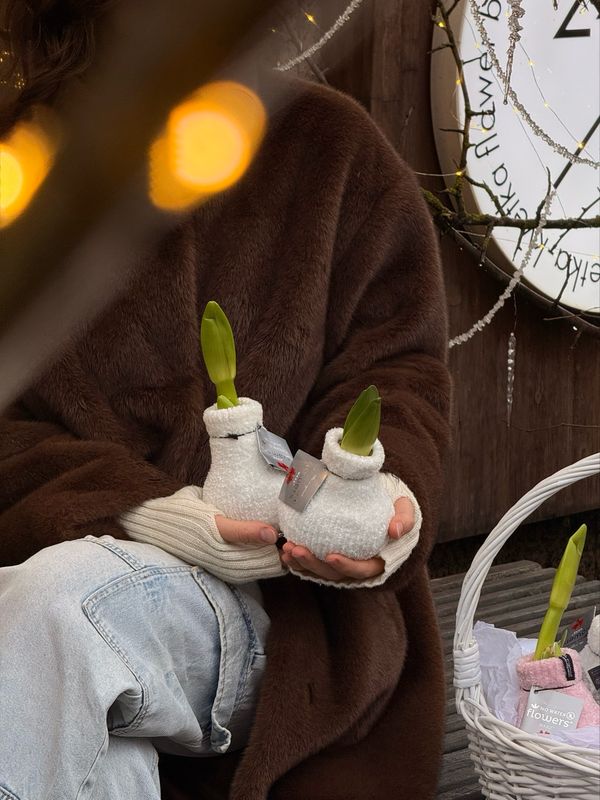 Луковицы амариллиса в ассортименте 