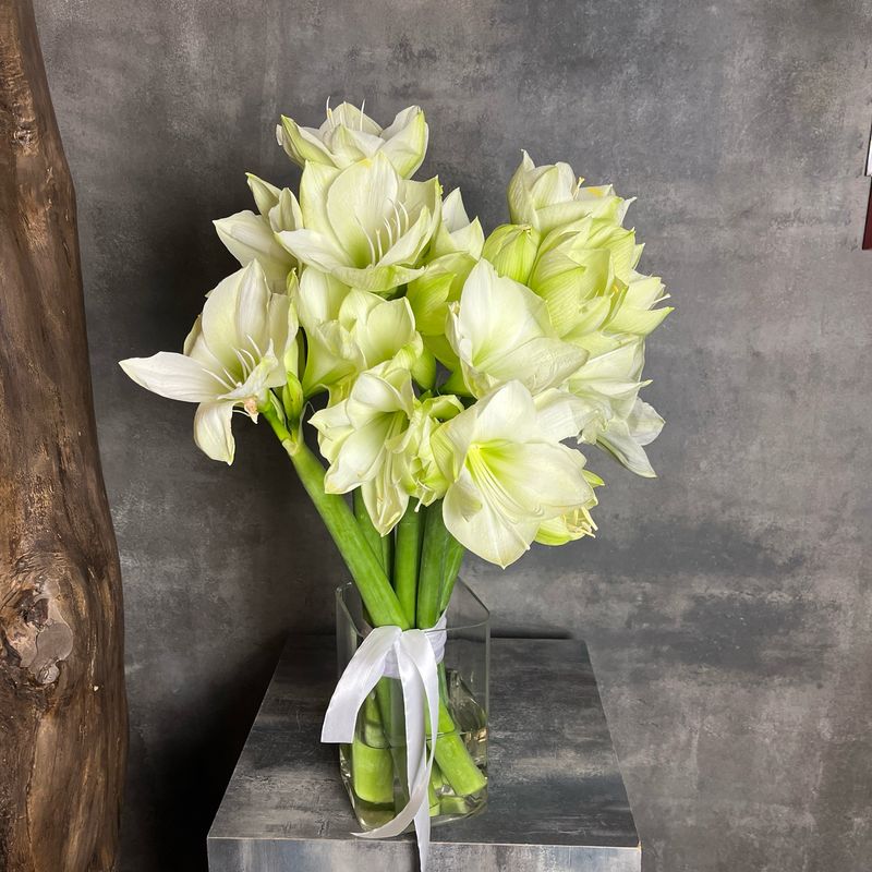 Монобукет из амариллисов 