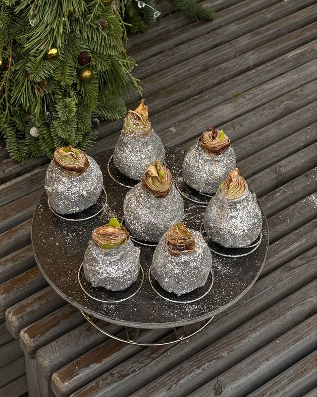 Луковица амариллиса в ассортименте 