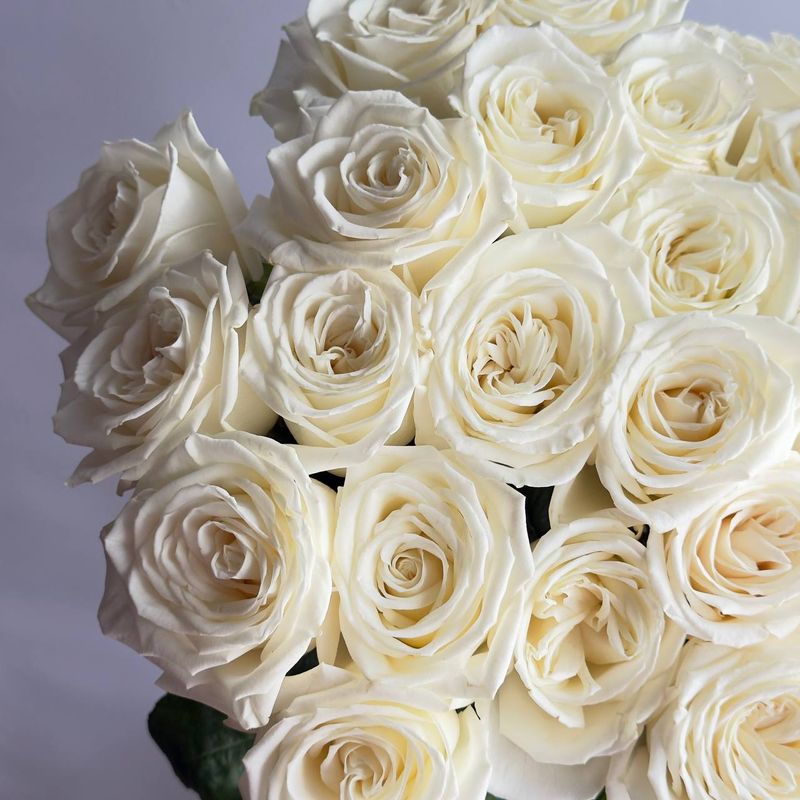 White Rose Monobouquet