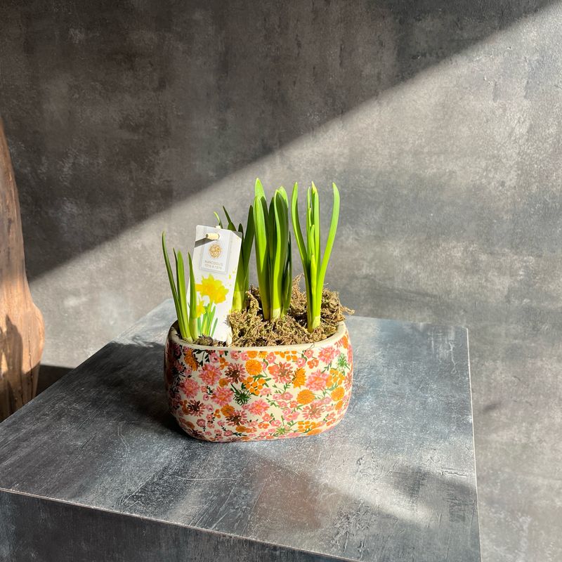 Кашпо с нарциссами 