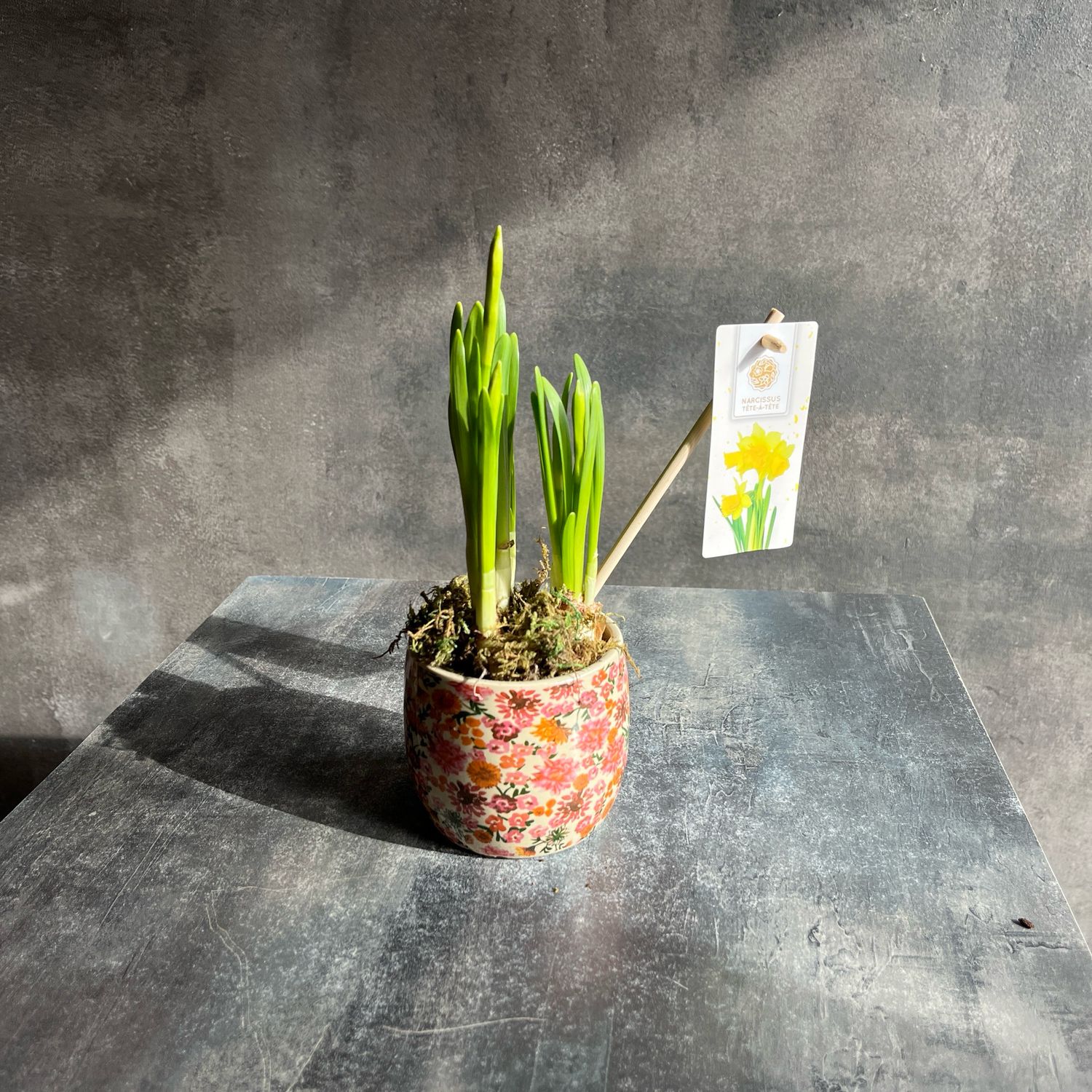 Высадка с нарциссами 