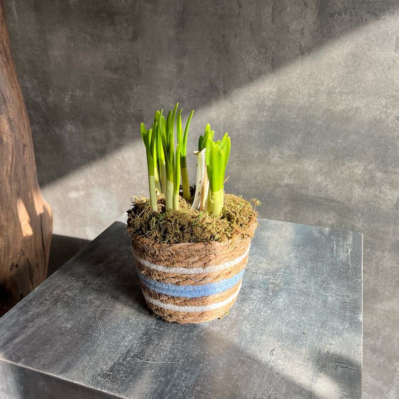 Высадка с нарциссами в плетеном кашпо