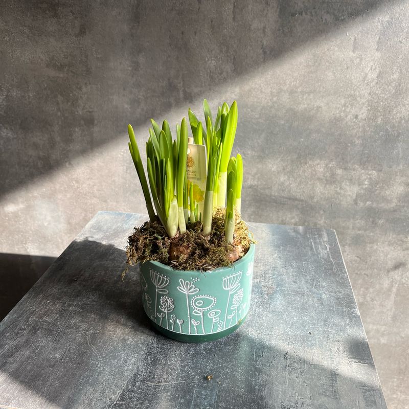 Высадка с нарциссами в кашпо