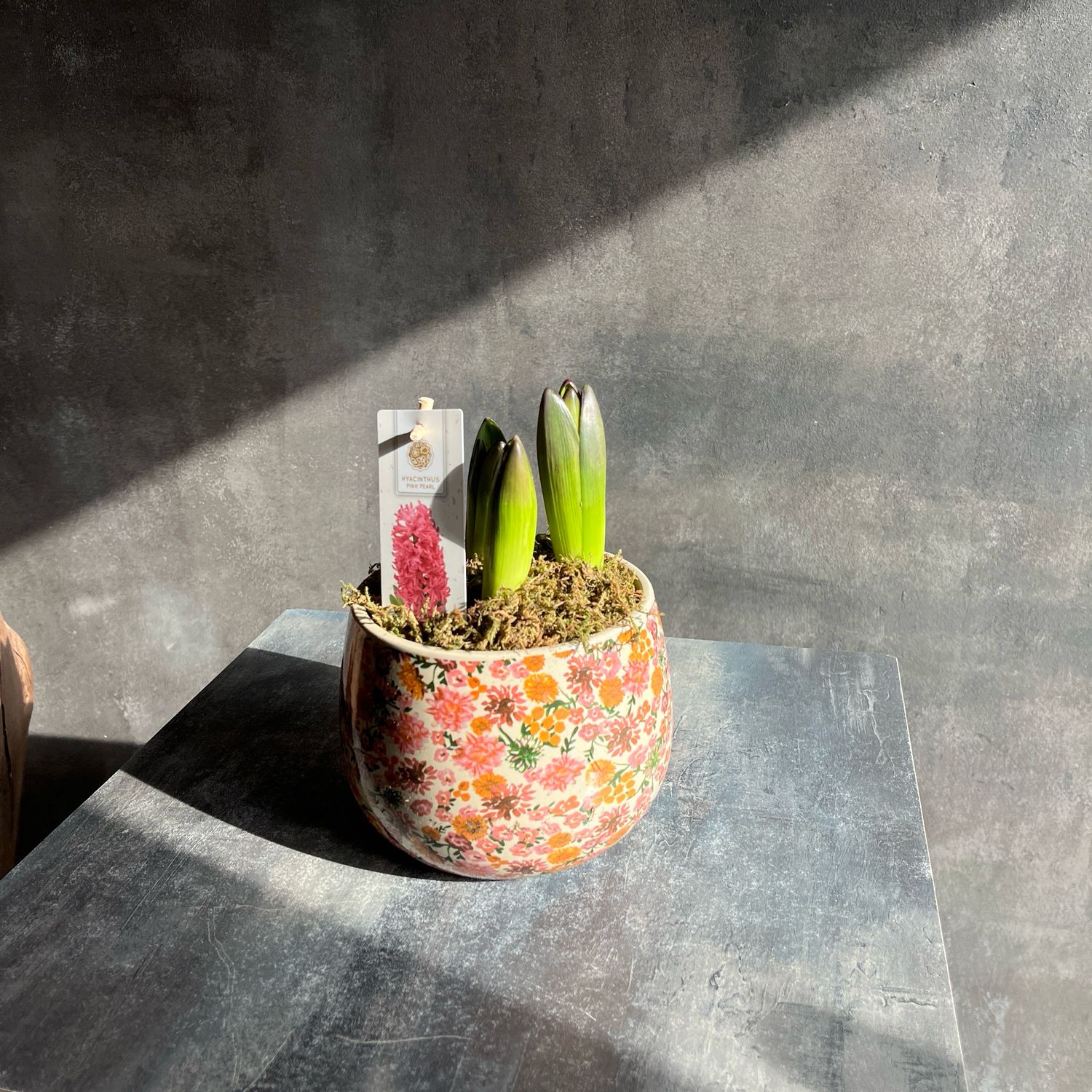 Кашпо с гиацинтами 