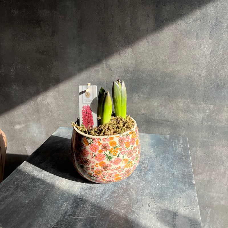 Кашпо с гиацинтами 