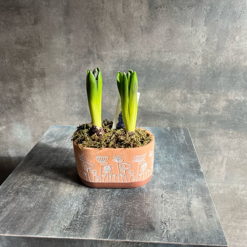 Высадка с гиацинтами в кашпо