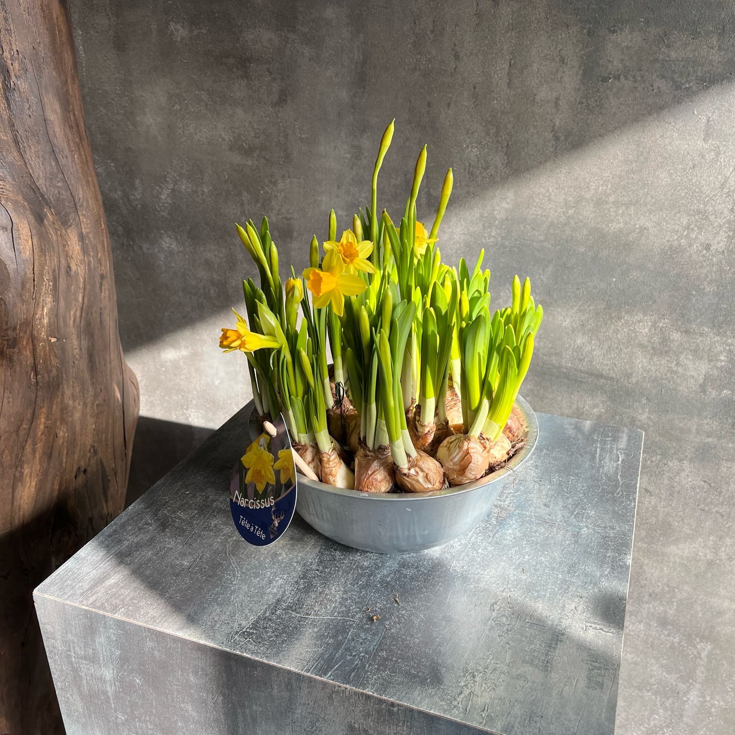 Высадка с нарциссами 