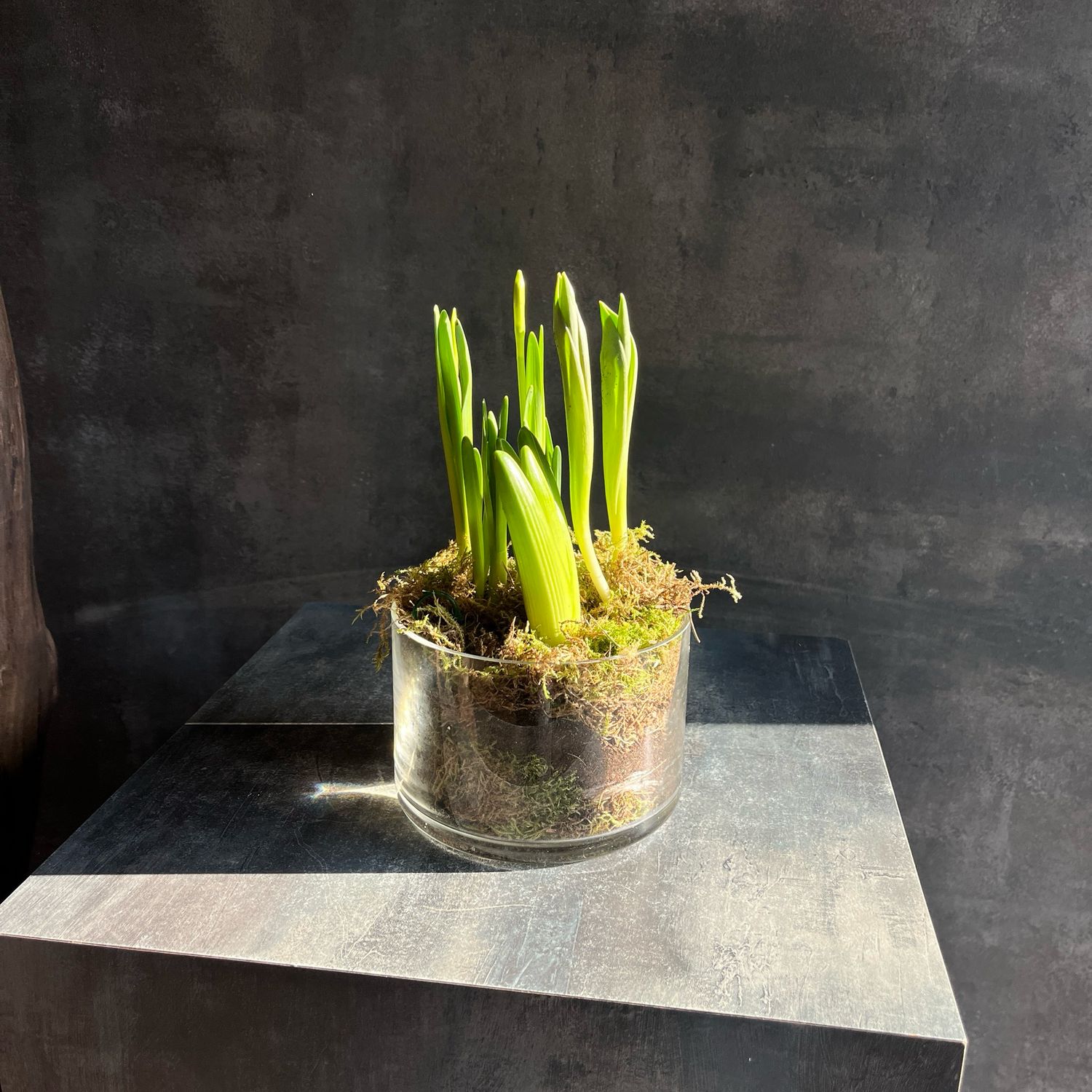 Аранжировка с луковичными в вазе 