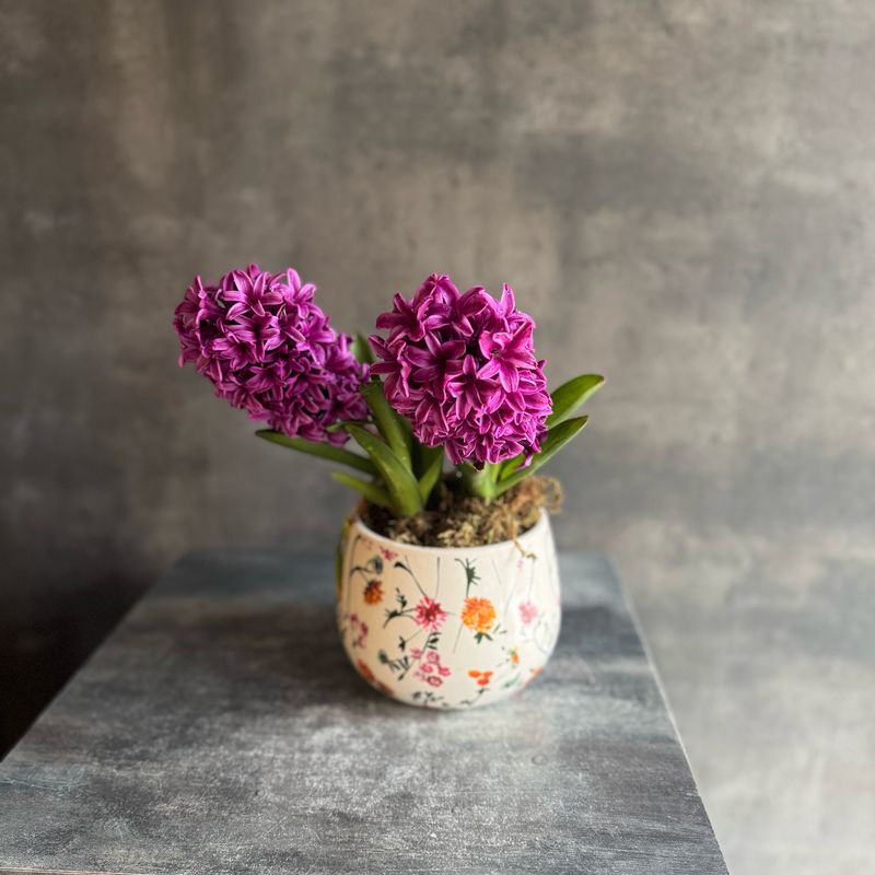 Кашпо с гиацинтами ( в ассортименте)