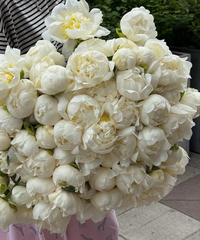 Цветок дня пион «Bridal Shower»