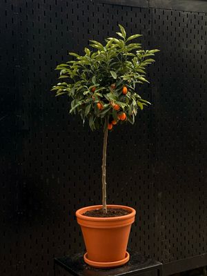 Kumquat Tree XL